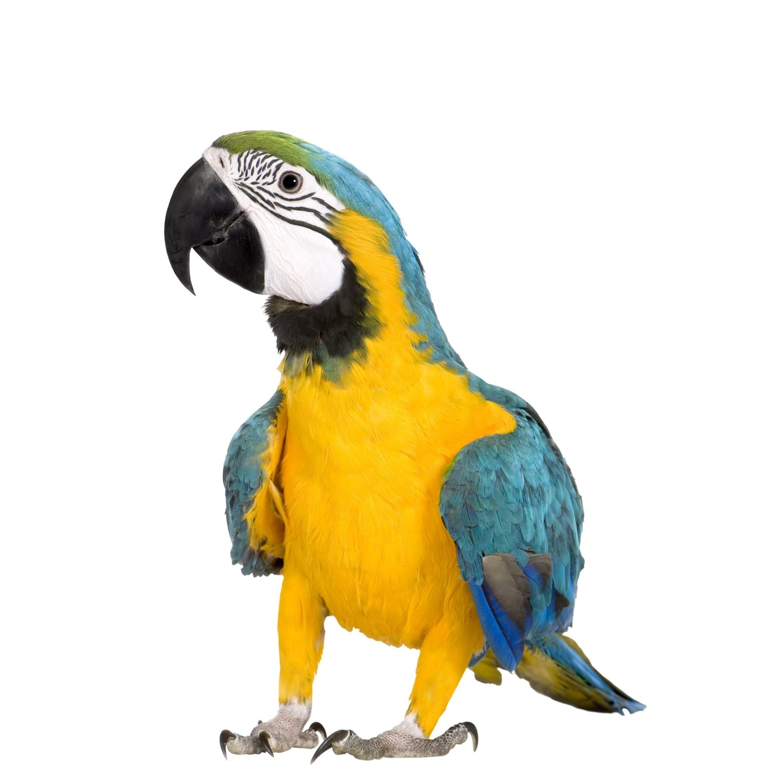 Shop Birds