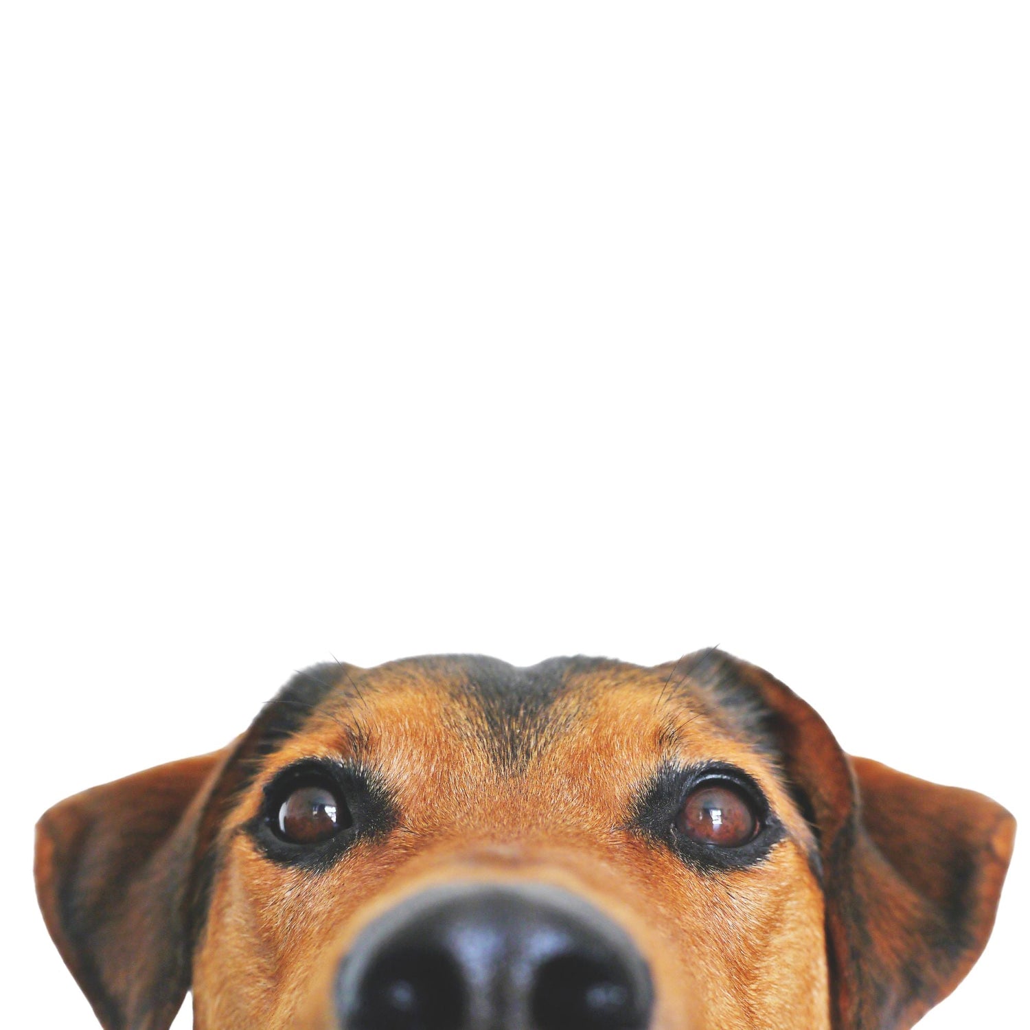 Shop Dogs