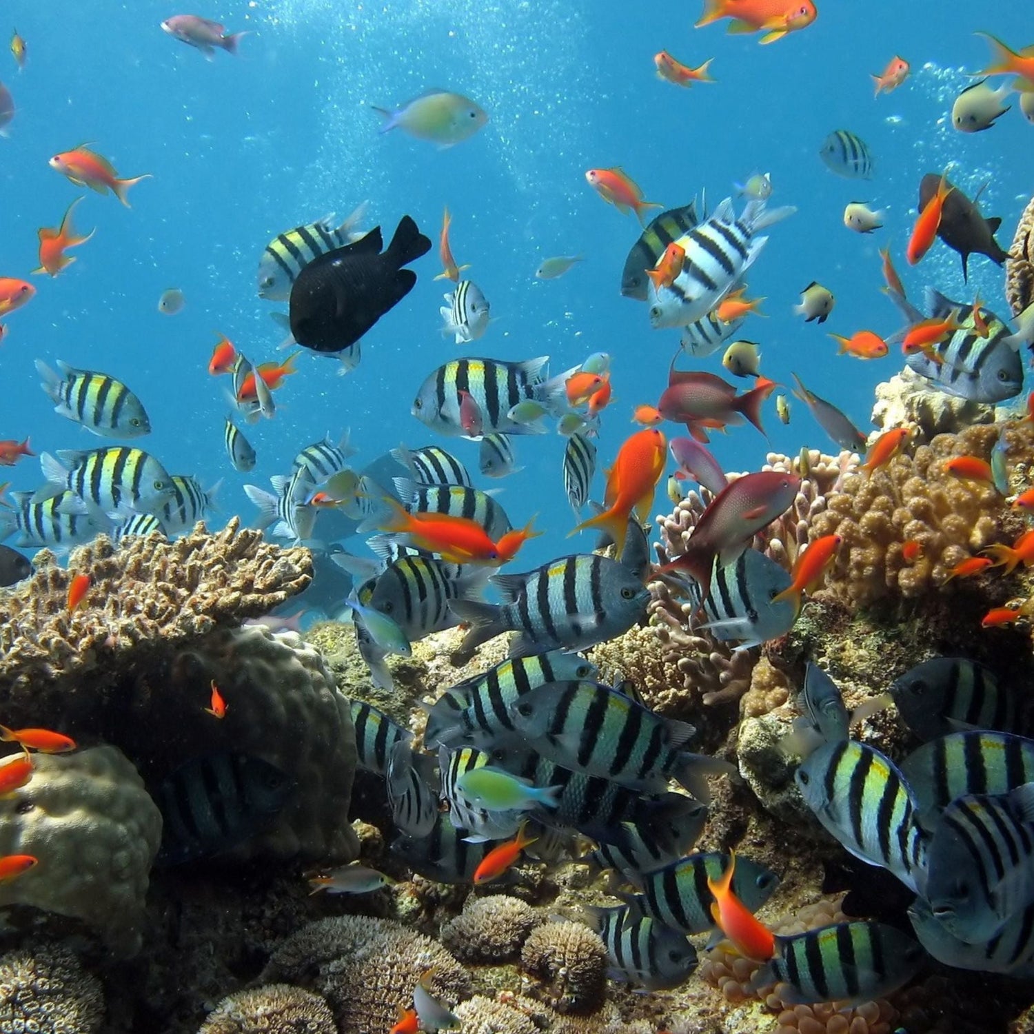 Shop Fishes