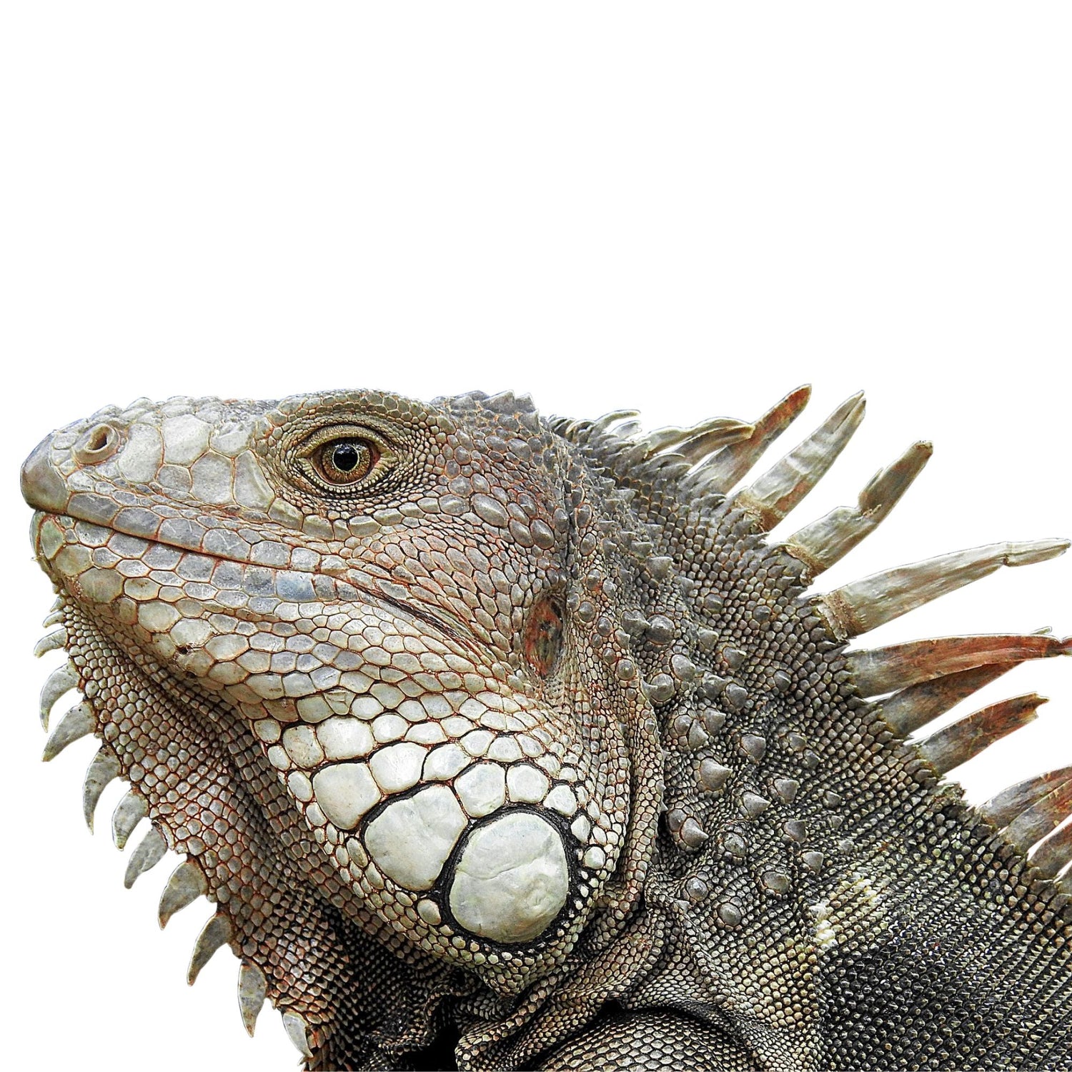 Shop Reptiles