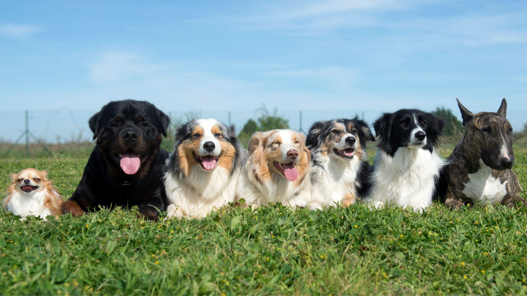 THE PET STORE (3).jpg__PID:30a3de09-d977-42bf-be38-7094a4d0f2d0